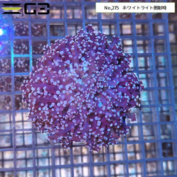 タコアシサンゴ（コエダナガレハナサンゴ） ピンク 1個体（No,275 