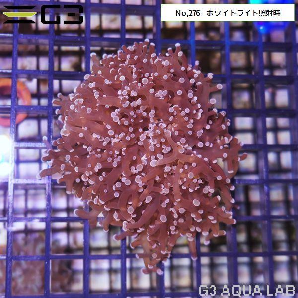 タコアシサンゴ コエダナガレハナサンゴ ピンク 1個体 No 276 276 G3 Aqua Lab ヤフーショップ 通販 Yahoo ショッピング