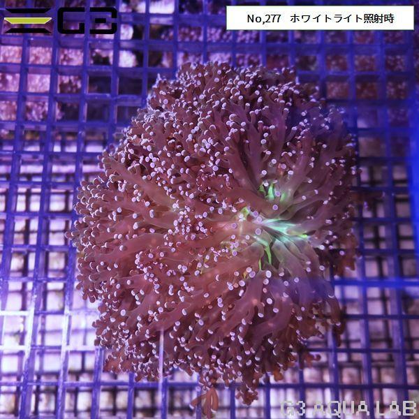 タコアシサンゴ（コエダナガレハナサンゴ） ピンク 1個体（No,277 