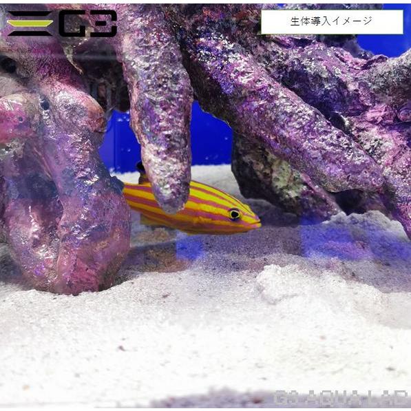 ✏新品アク抜き不要 人工ライブロック レプリカ 30cmキューブ以上海水水槽用2 レッドシー 30cmキューブ水槽用 ライブロックレイアウト販売