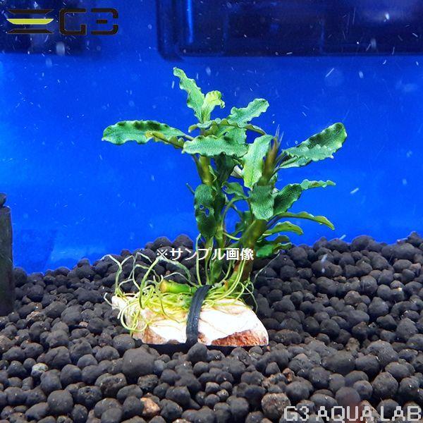 ブセファランドラ sp. タイタン 1本（サンプル画像） : G3 AQUA LAB
