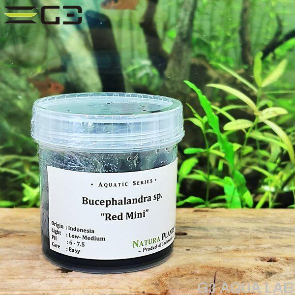ブセファランドラ sp. レッド ミニ(Bucephalandra Red Mini) 組織培養