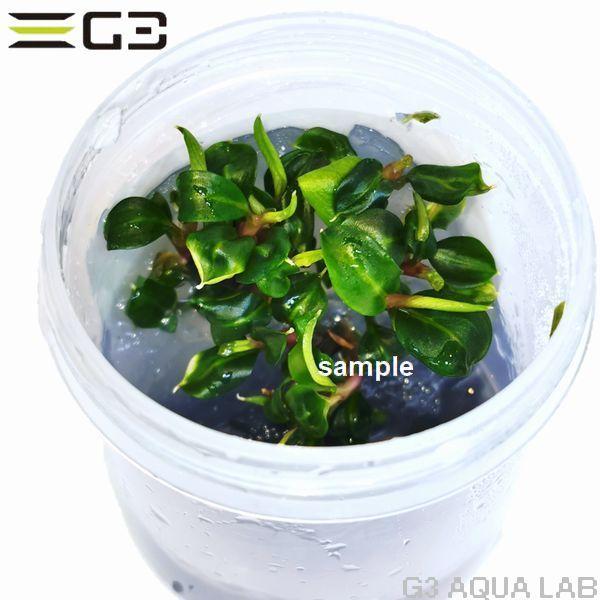 ブセファランドラ Sp ピナ Bucephalandra Sp Pina 組織培養 サンプル画像 G3 Aqua Lab ヤフーショップ 通販 Yahoo ショッピング