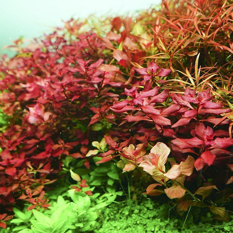 Chihiros Aquatic Studio 「WRGBII120」WRGB SERIES LED LIGHTING SYSTEMの画像
