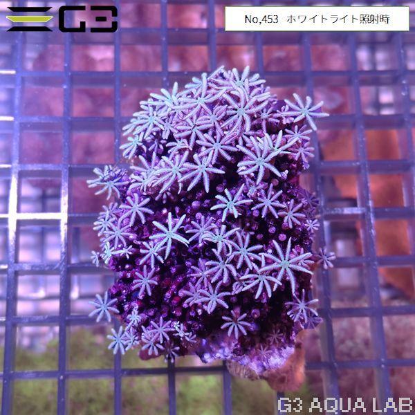 クダサンゴ（パイプオルガンサンゴ） 蛍光グリーン 1個体（No,453