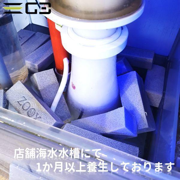 海水ろ過バクテリア付 Zoox バイオメディア Mサイズ 3本 3 G3 Aqua Lab ヤフーショップ 通販 Yahoo ショッピング