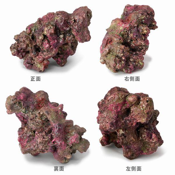 レッドシー ATS ミニライブロックレプリカ（A33） 約17cm : G3 AQUA