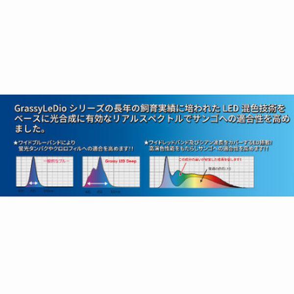 ボルクス グラッシーレグナマリン 30 GrassyLegna Marine30 30cm