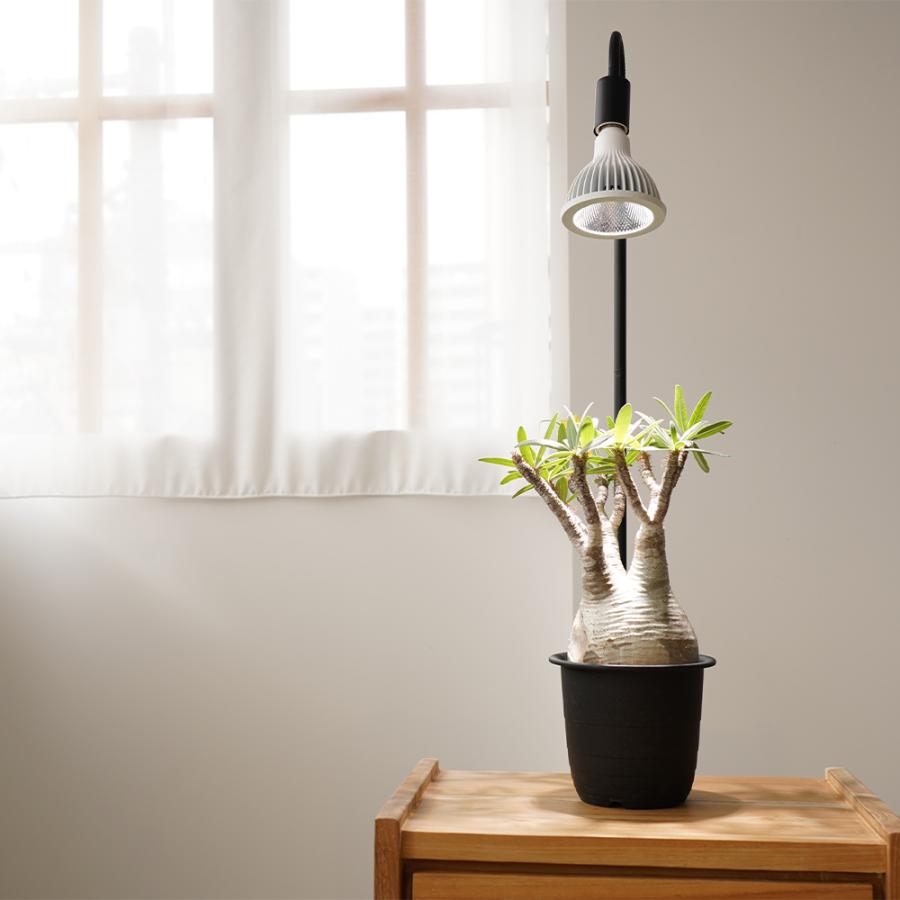 TSUKUYOMI LEDライト 20W ホワイト(初回限定盤) NEO TSUKUYOMI LED 20W 植物育成LED 太陽光LED アクアリウムLED