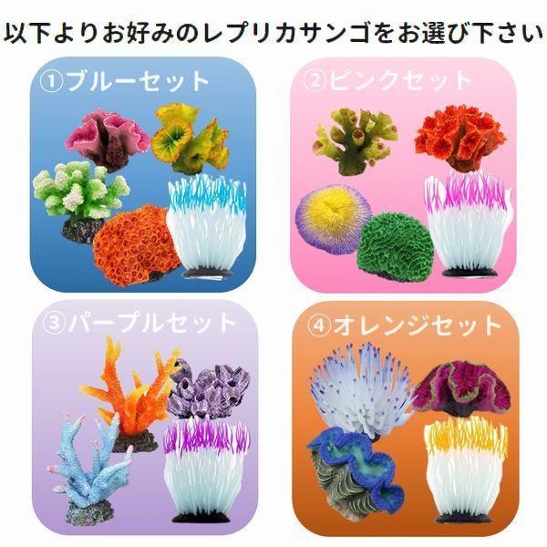 カクレクマノミ飼育スターターセット 25cmハイタイプガラス水槽