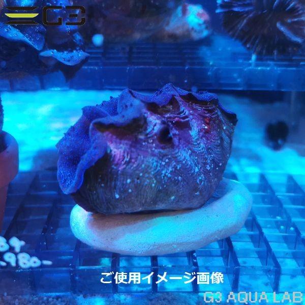 送料無料 シャコガイ専用土台 クラムホルダー G3 Aqua Lab ヤフーショップ 通販 Yahoo ショッピング