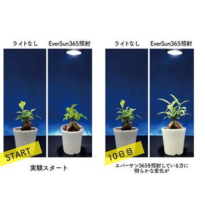 ゼンスイ 植物育成用ライト PLAAREA Ever Sun 365 24W : G3 AQUA LAB