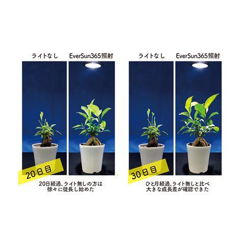 ゼンスイ 植物育成用ライト PLAAREA Ever Sun 365 24W : G3 AQUA LAB
