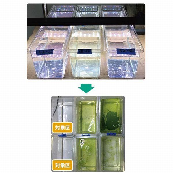 カミハタ キョーリン イージーグリーン EZGREEN 200ml 植物