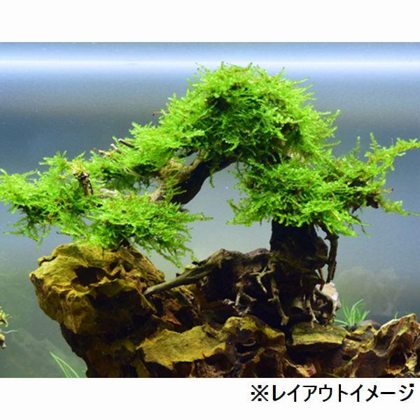 送料無料 カミハタ 水景bonsai 五葉松 Lサイズ 盆栽アクアリウム G3 Aqua Lab ヤフーショップ 通販 Yahoo ショッピング