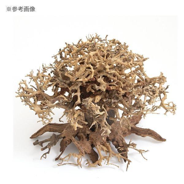 水景BONSAI　榕樹　 (がじゅまる）L 流木 縦25cm 横29cm カミハタ 水景BONSAI 榕樹（がじゅまる）L : G3 AQUA LAB ヤフー