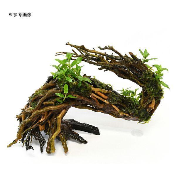水景BONSAI 榕樹 (がじゅまる）L 流木 縦25cm 横29cm