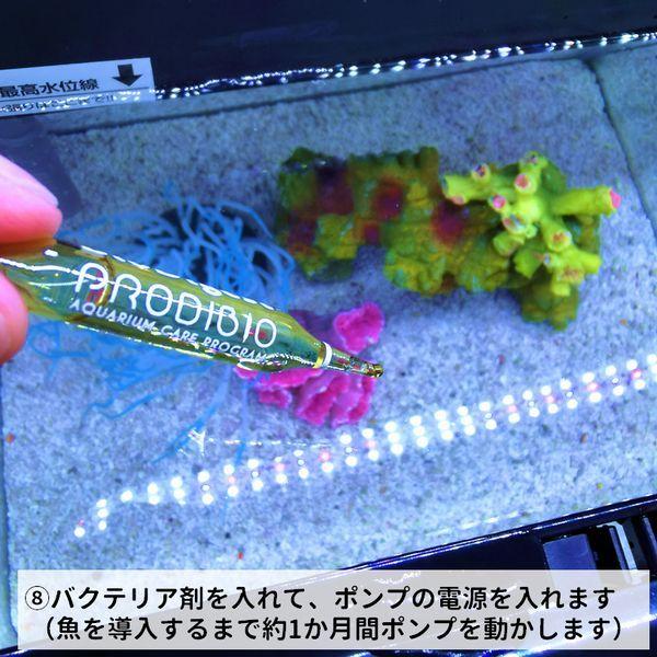 デビュー カクレクマノミ飼育スターターセット 30cm曲げガラス デビュー カクレクマノミ飼育スターターセット 30cm曲げガラス