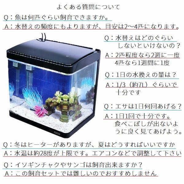 デビュー カクレクマノミ飼育スターターセット 30cm曲げガラス デビュー カクレクマノミ飼育スターターセット 30cm曲げガラス