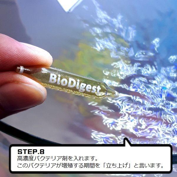 カクレクマノミスターター飼育セット 25cm曲げガラス水槽 1 G3 Aqua Lab ヤフーショップ 通販 Yahoo ショッピング