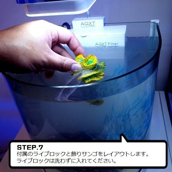 カクレクマノミスターター飼育セット 25cm曲げガラス水槽 1 G3 Aqua Lab ヤフーショップ 通販 Yahoo ショッピング