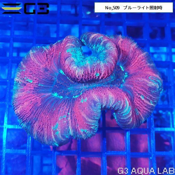 ヒユサンゴ（オオバナサンゴ） レッド系カラー 1個体（No,509） : G3