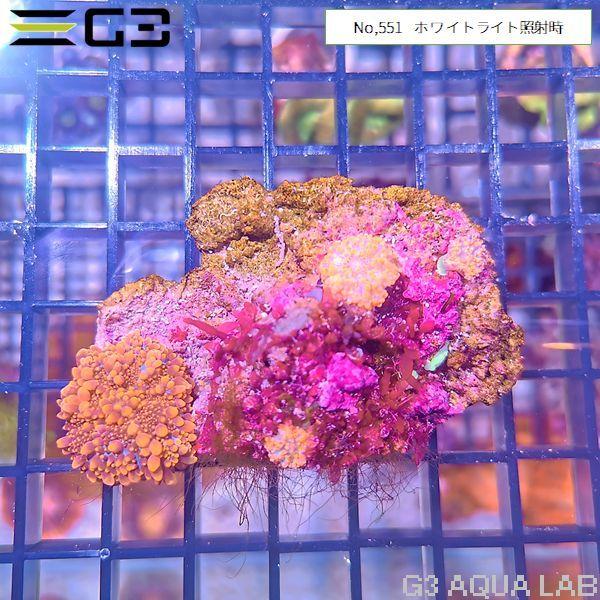 バブルディスクコーラル ピンクオレンジ コロニー個体（No,551） : G3
