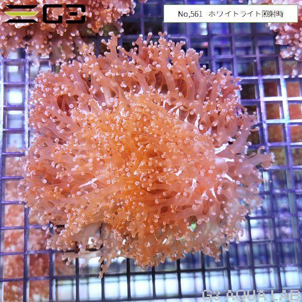 ホンタコアシサンゴ ピンクパープル 1個体（No,561） : G3 AQUA LAB
