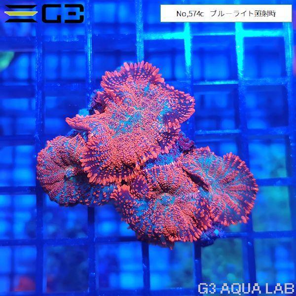 ディスクコーラル オレンジxブルー 1個体（No,574c） : G3 AQUA LAB