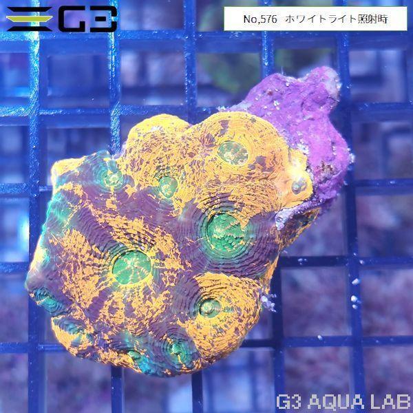 ヒラタオオトゲキクメイシ オレンジグリーンマーブル 1個体（No,576 
