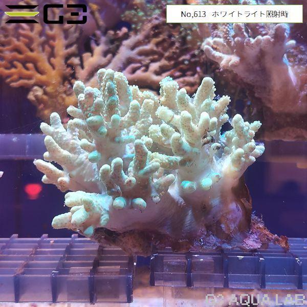 ナグラトサカ　グリーン　超BIG ナグラカタトサカ - 海水魚・小型水槽・人工ライブロック通販｜サーチ