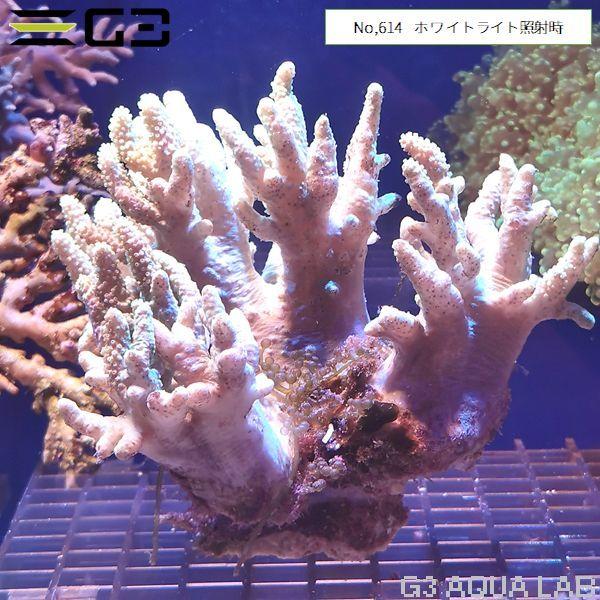 ナグラカタトサカ 蛍光グリーン 1個体（No,614） : G3 AQUA LAB ヤフー