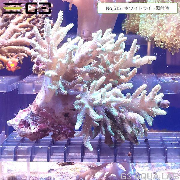 ナグラカタトサカ 蛍光グリーン 1個体（No,615） : G3 AQUA LAB ヤフー