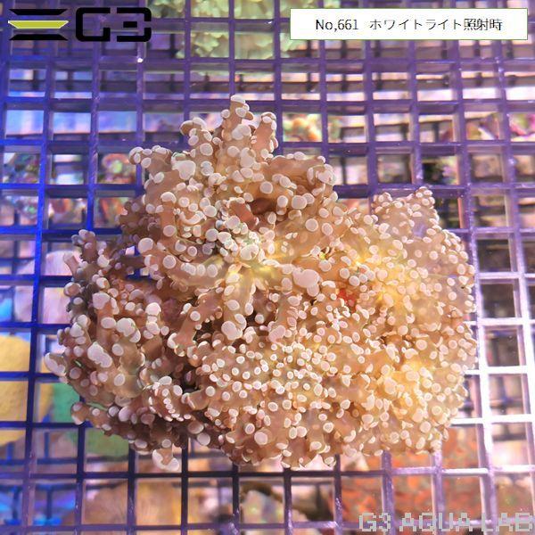 ホンタコアシサンゴ（ブランチ） ディープグリーン 1個体（No