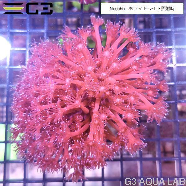 ハナガササンゴ レッドパープル 1個体（No,666） : G3 AQUA LAB