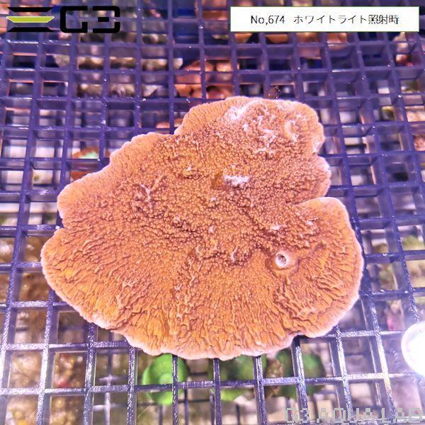 ウスコモンサンゴ レッド Mサイズ 1個体（No,674） : G3 AQUA