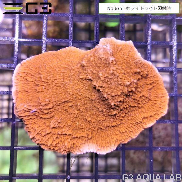 ウスコモンサンゴ RedとGreen 7X3,5cm ウスコモンサンゴ RedとGreen 7X3,5cm Montipora-Digitata_Red_01-