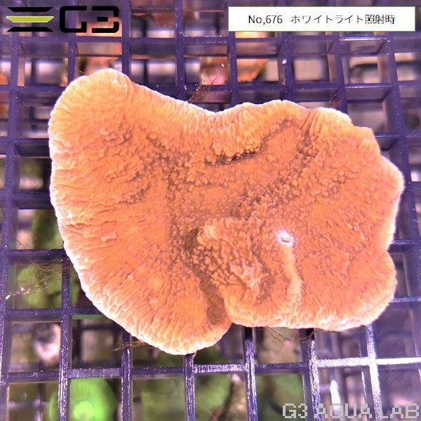 ウスコモンサンゴ レッド SMサイズ 1個体（No,676） : G3 AQUA