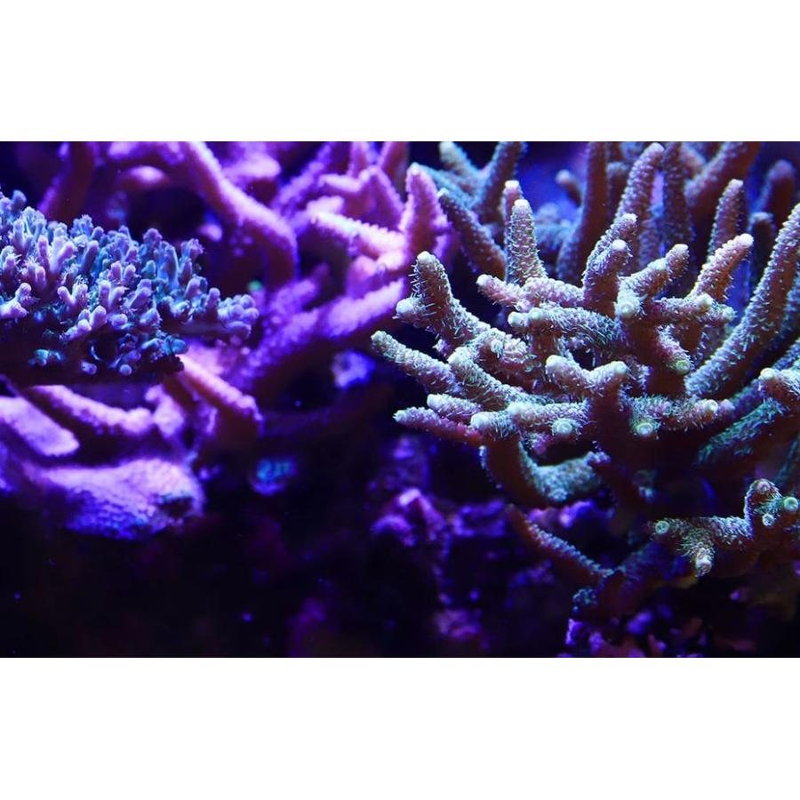 レッドシー リーフLED ReefLED90 ユニバーサルマウントアーム レッドシー リーフLED ReefLED90 ユニバーサルマウントアーム