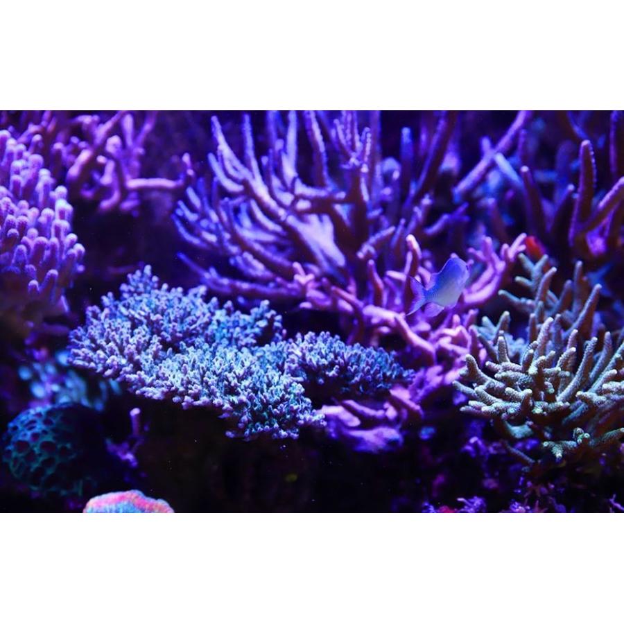 Redsea リーフLED ReefLED90 レッドシー : 72901007707191 : G3 AQUA 