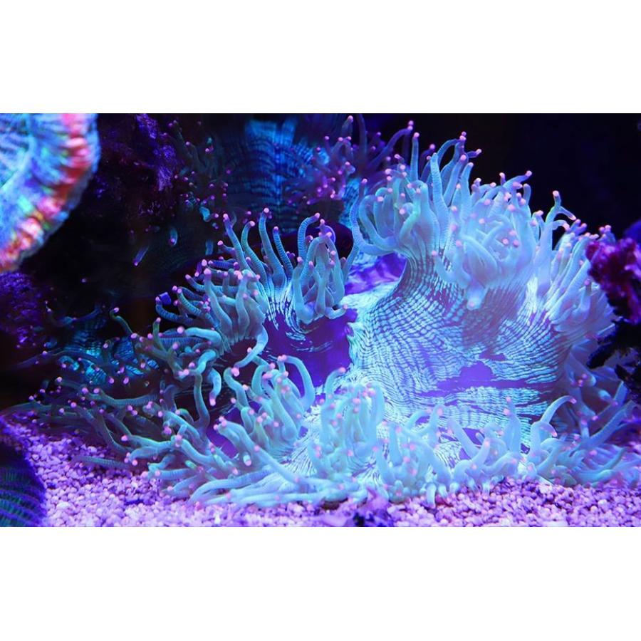 送料無料 レッドシー リーフLED ReefLED90 :7290100770719:G3 AQUA LAB