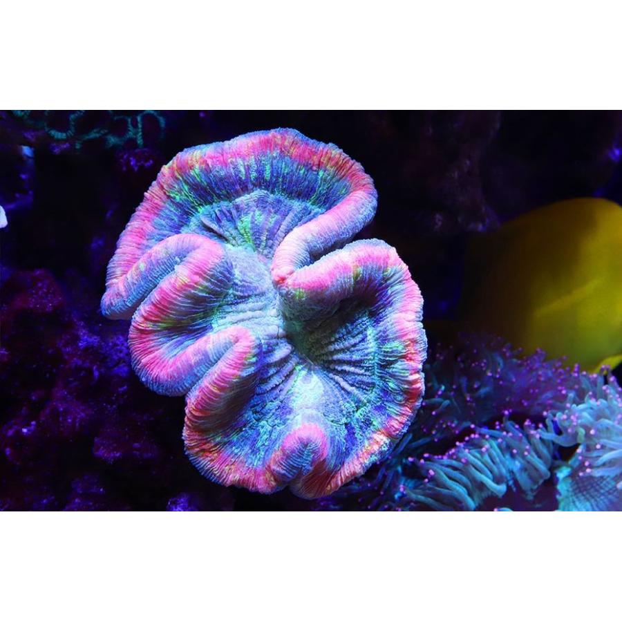 送料無料 レッドシー リーフLED ReefLED90 :7290100770719:G3 AQUA LAB