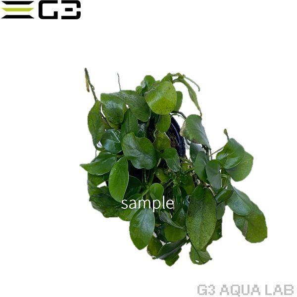 アヌビアス ナナ プチ Anubias baeteri var. nana Petite 1pot