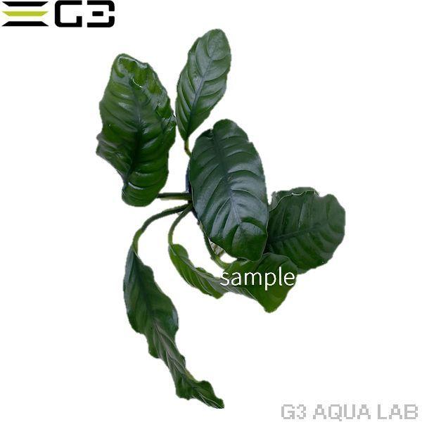 アヌビアス ナナ コーヒーフォリア 1pot サンプル画像 An003 G3 Aqua Lab ヤフーショップ 通販 Yahoo ショッピング