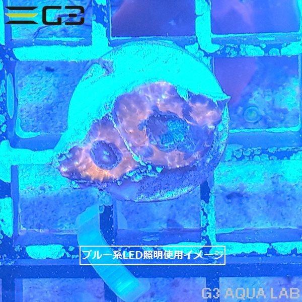 フラグサンゴ ヒラタオオトゲキクメイシ マーブルオレンジ （CF1016） : G3 AQUA LAB ヤフーショップ - 通販 ...