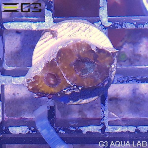 フラグサンゴ ヒラタオオトゲキクメイシ マーブルオレンジ （CF1016） : G3 AQUA LAB ヤフーショップ - 通販 ...