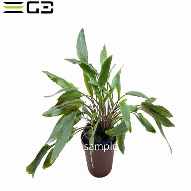 クリプトコリネ ペッチー Cryptocoryne Petchii 1束 サンプル画像 Crypt001 G3 Aqua Lab ヤフーショップ 通販 Yahoo ショッピング