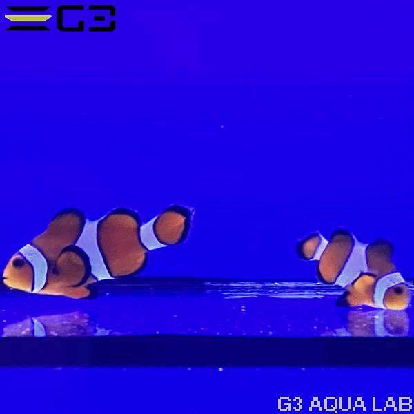 沖縄県産ハタゴイソギンチャク(カクレクマノミ ペア、アカホシ