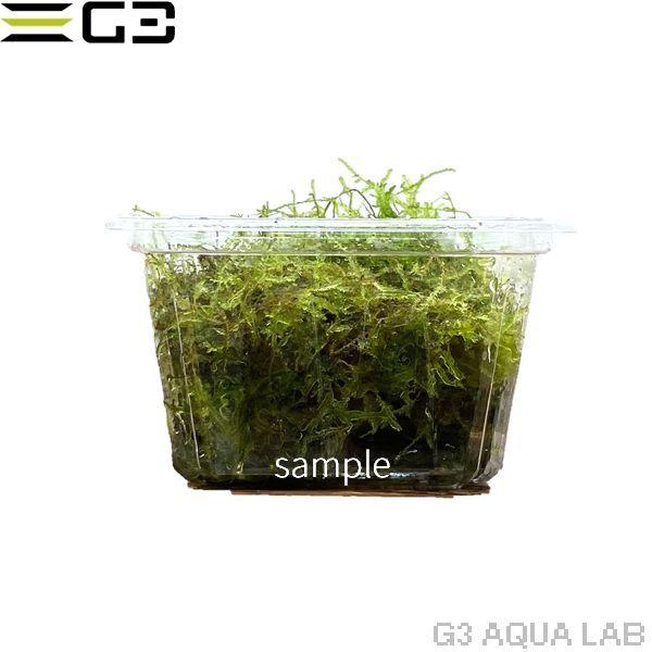 ウィローモス 1カップ サンプル画像 Ms001 G3 Aqua Lab ヤフーショップ 通販 Yahoo ショッピング