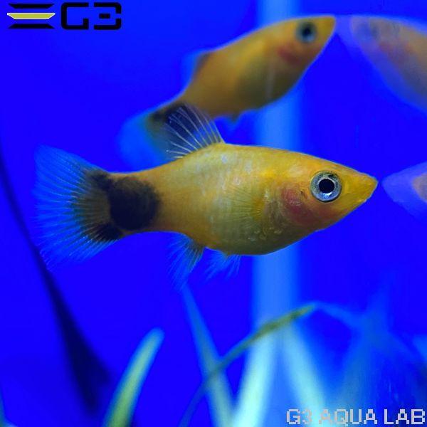 熱帯魚 ネオンサンセット ミッキーマウスプラティ 約2 3cm 3匹 サンプル画像 Pt001 G3 Aqua Lab ヤフーショップ 通販 Yahoo ショッピング